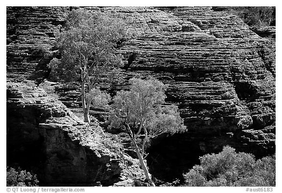 Trees and rock wall in Kings Canyon,  Watarrka National Park. Northern Territories, Australia (black and white)