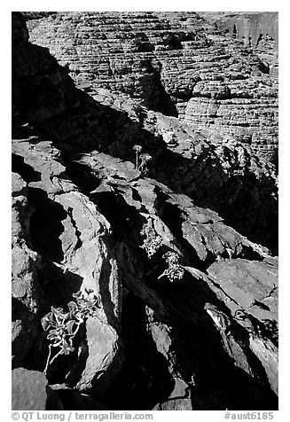 Rock strata in Kings Canyon,  Watarrka National Park. Northern Territories, Australia (black and white)