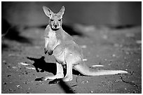 Young Kangaroo. Australia (black and white)