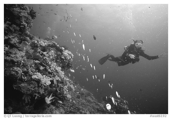 Black and White Picture/Photo: Scuba diver and school of fish. The ...