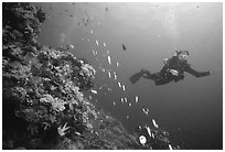 Scuba diver and school of fish. The Great Barrier Reef, Queensland, Australia ( black and white)