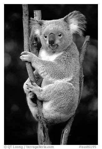 Koala. Australia (black and white)