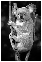 Koala. Australia ( black and white)