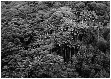 Palm trees and tropical flowers on hillside. Big Island, Hawaii, USA ( black and white)