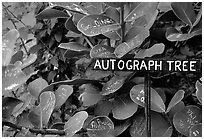 Leaves of the autograph tree. Big Island, Hawaii, USA ( black and white)