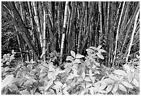 Bamboo grove. Akaka Falls State Park, Big Island, Hawaii, USA (black and white)