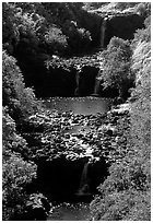 Umauma Falls. Big Island, Hawaii, USA (black and white)