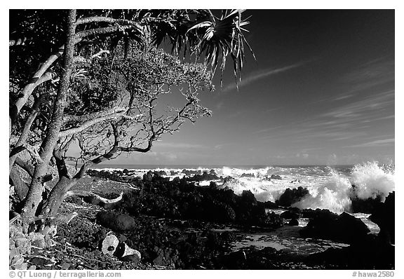Trees and surf, Keanae Peninsula. Maui, Hawaii, USA