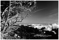 Trees and surf, Keanae Peninsula. Maui, Hawaii, USA (black and white)