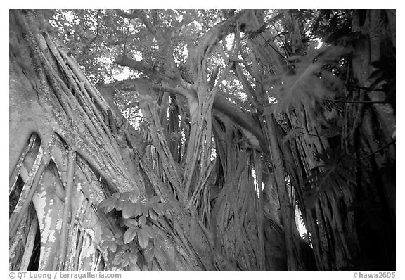 Giant Bayan tree in Kipahulu. Maui, Hawaii, USA (black and white)
