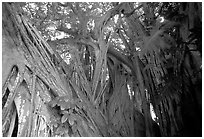 Giant Bayan tree in Kipahulu. Maui, Hawaii, USA (black and white)
