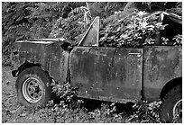 Wrecked truck invaded by flowers. Maui, Hawaii, USA (black and white)