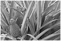 Pinapples, Dole Planation. Oahu island, Hawaii, USA ( black and white)