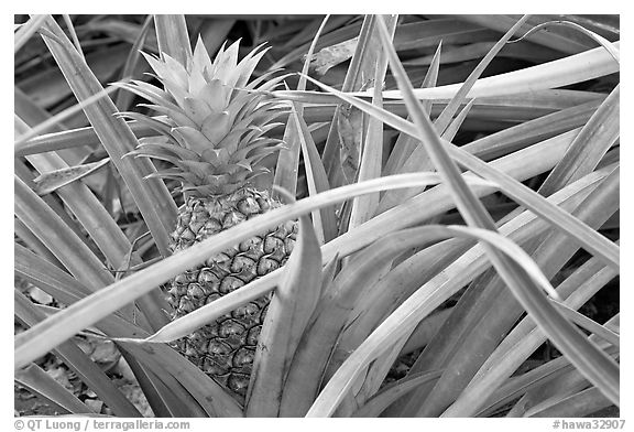 Pinapple,  Dole Planation. Oahu island, Hawaii, USA (black and white)