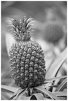 Pinapple,  Dole Planation. Oahu island, Hawaii, USA ( black and white)
