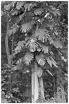 Philodendron vine, Hoomaluhia Park Botanical Gardens. Oahu island, Hawaii, USA ( black and white)