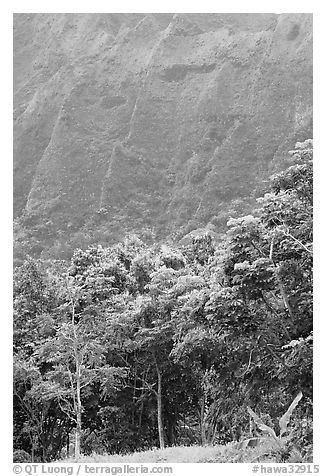 Tropical trees and cliff, Hoomaluhia Park Botanical Gardens. Oahu island, Hawaii, USA (black and white)