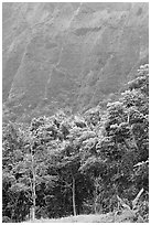 Tropical trees and cliff, Hoomaluhia Park Botanical Gardens. Oahu island, Hawaii, USA ( black and white)