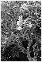 Tree with yellow blooms. Oahu island, Hawaii, USA ( black and white)