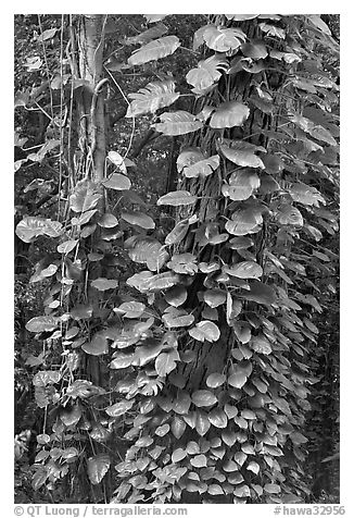 Big tropical leaves on a tree near the Pali Lookout. Oahu island, Hawaii, USA (black and white)