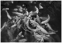 Pictures of Koi Fish