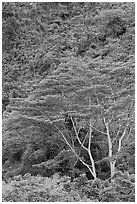Luxuriant vegetation below cliff, Koolau Mountains. Oahu island, Hawaii, USA ( black and white)