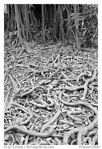 Roots of Banyan tree. Oahu island, Hawaii, USA (black and white)