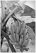 Bananas on the tree. Oahu island, Hawaii, USA ( black and white)