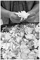 Hands holding fresh flowers, while making a lei, International Marketplace. Waikiki, Honolulu, Oahu island, Hawaii, USA ( black and white)