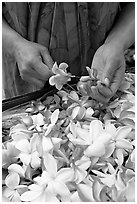 Hands preparing a fresh flower lei, International Marketplace. Waikiki, Honolulu, Oahu island, Hawaii, USA ( black and white)