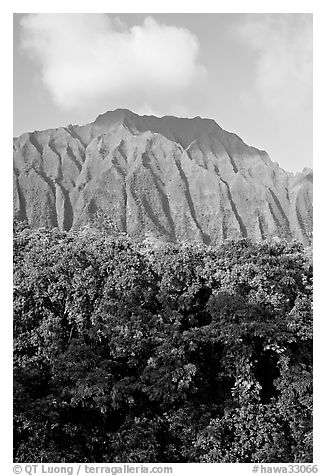 Tropical forest and fluted  Koolau Mountains. Oahu island, Hawaii, USA (black and white)