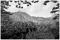 Tropical forest and  Koolau Mountains. Oahu island, Hawaii, USA ( black and white)