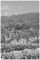 Fruit trees, hills, and mountains, Laie, afternoon. Oahu island, Hawaii, USA ( black and white)