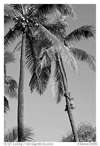 Coconut trees, with Samoan man climbing. Polynesian Cultural Center, Oahu island, Hawaii, USA