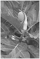 Fruit and leaves of the breadfruit tree. Oahu island, Hawaii, USA ( black and white)