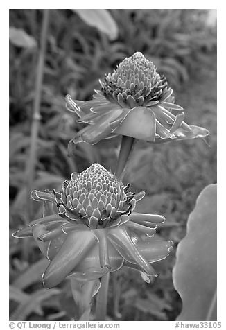 Torch Ginger flower. Oahu island, Hawaii, USA (black and white)
