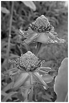 Torch Ginger flower. Oahu island, Hawaii, USA ( black and white)