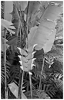 Lobster claw heliconia. Oahu island, Hawaii, USA ( black and white)