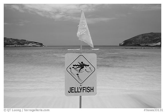 Sign warning against jellyfish,  Hanauma Bay. Oahu island, Hawaii, USA (black and white)