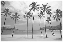 Palm trees and deserted beach, Hanauma Bay. Oahu island, Hawaii, USA ( black and white)