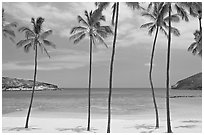 Palm trees and empty beach, Hanauma Bay. Oahu island, Hawaii, USA ( black and white)