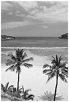 Palm trees and beach with no people, Hanauma Bay. Oahu island, Hawaii, USA ( black and white)