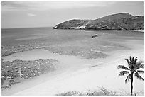 Palm tree,  beach, and Hanauma Bay with no people. Oahu island, Hawaii, USA ( black and white)