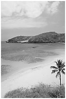 Palm tree,  beach, and Hanauma Bay with no people. Oahu island, Hawaii, USA ( black and white)