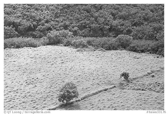 Trees, field, and ancient wall,  Wailua River Valley. Kauai island, Hawaii, USA (black and white)