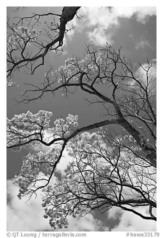 Branches of yellow trumpet trees  and clouds. Kauai island, Hawaii, USA (black and white)