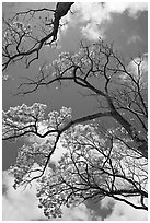 Branches of yellow trumpet trees  and clouds. Kauai island, Hawaii, USA ( black and white)