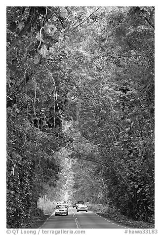 Road through tunnel of trees. Kauai island, Hawaii, USA (black and white)