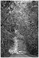 Road through tunnel of trees. Kauai island, Hawaii, USA ( black and white)