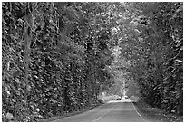 Road through  tree tunnel of mahogany trees. Kauai island, Hawaii, USA ( black and white)